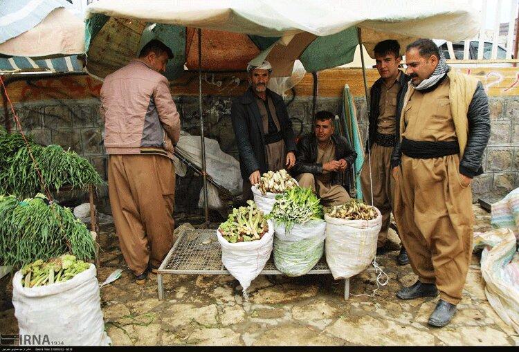 ظرفیت کردستان برای کشت گیاهان دارویی