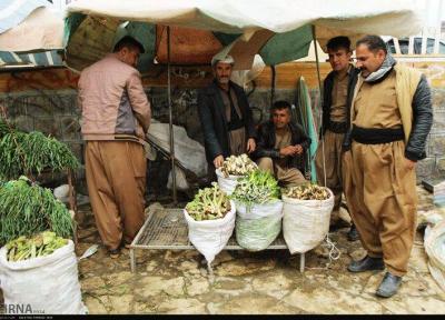 ظرفیت کردستان برای کشت گیاهان دارویی
