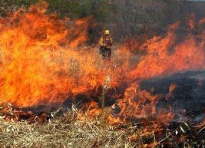 فراوری یک ژل برای پیشگیری از آتش سوزی جنگل ها