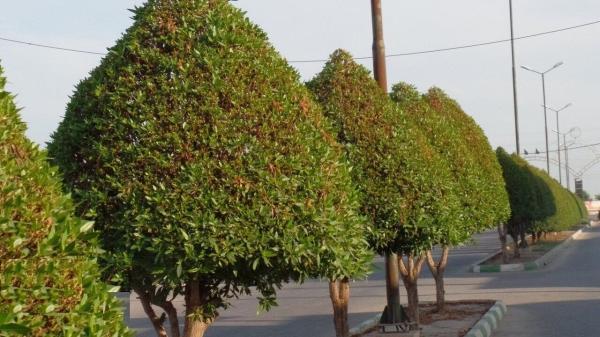 ابراز نگرانی علوم پزشکی از هرس نشدن درختان کنوکارپوس در اهواز