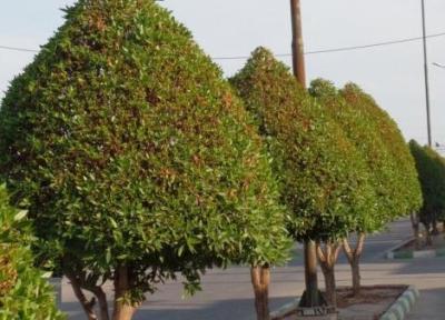 ابراز نگرانی علوم پزشکی از هرس نشدن درختان کنوکارپوس در اهواز