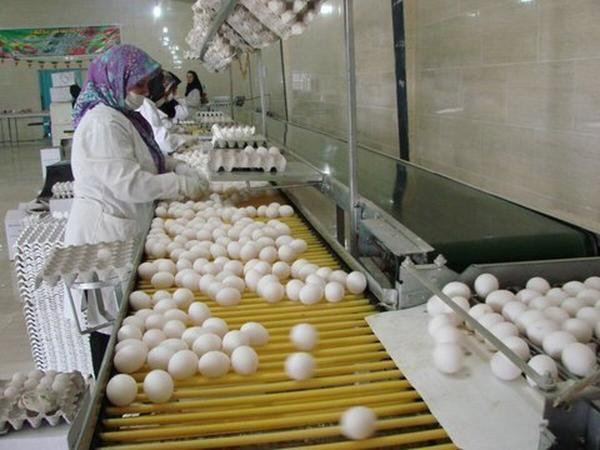 قیمت تازه تخم مرغ در میادین اعلام شد